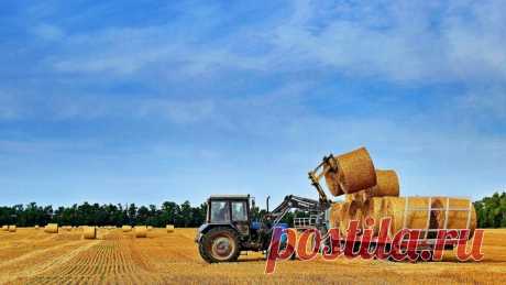 2020. Россия в 16 раз нарастила экспорт сена по итогам января-августа до 58 тыс. тонн