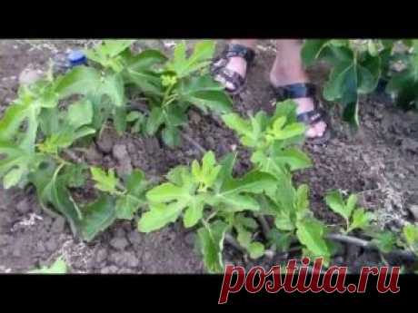 Инжир выращивание в украине в саду. Инжир (фиговое дерево, смоковница)
