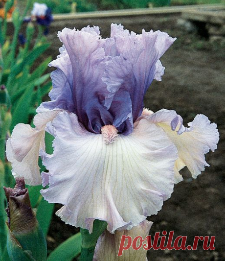 Crystal Gazer | Lavender Iris
