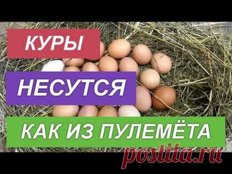 КОРМИТЕ НЕСУШЕК ТАК, тогда будут крепкие яйца и яркие желтки!