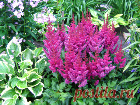 Красавица астильба: лучшие сорта и секреты выращивания в саду