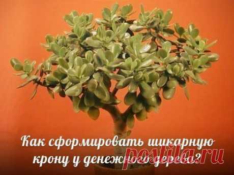 Как сформировать ШИКАРНУЮ крону у денежного дерева?