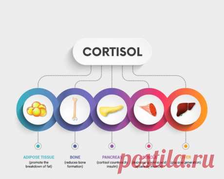 Что мы знаем о кортизоле / Будьте здоровы