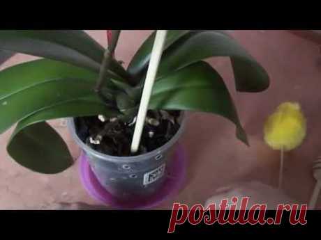 Когда поливать орхидею. Как определить высох ли субстрат When watering orchids