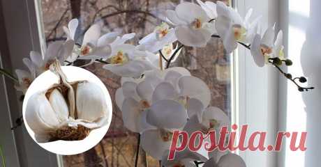 Ваши орхидеи спасет чеснок! Всего через месяц фаленопсис зацветет! - be1issimo.ru