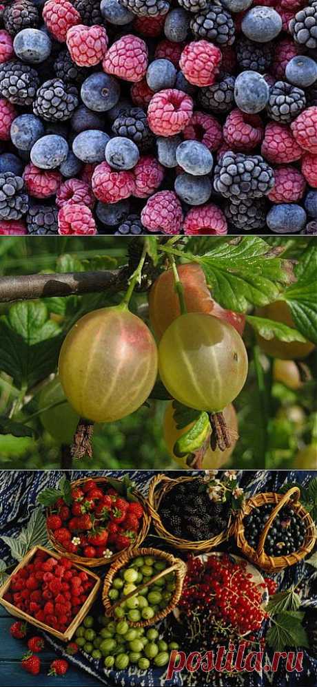 Плодово-ягодные кустарники: от посадки саженцев до сбора урожая и обрезки