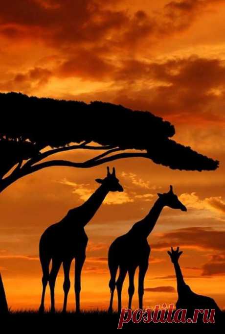 Giraffe silhouettes and sunset,Beautiful