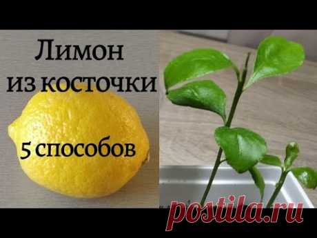 ЛИМОН из КОСТОЧКИ. 5 способов выращивания.