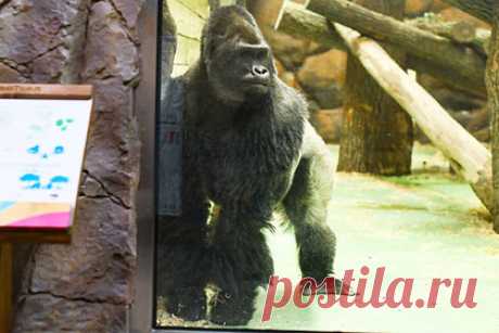 В казанском зоопарке появилась горилла. В казанский зоопарк «Река Замбези» из Австрии привезли гориллу по кличке Мавинго. Примат весит 200 килограммов, а его рост достигает 180 сантиметров. Отмечается, что Мавинго любит музыку, особенно из фильма «Король Лев», а в качестве лакомств предпочитает картофель и творог.