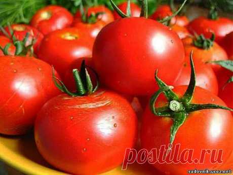 От фитофторы помидор Рецепты - Болезни растений - Каталог статей - Садовник