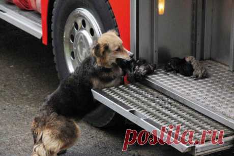 Собака спасает своих детей из пожара и прячет их в пожарной машине.