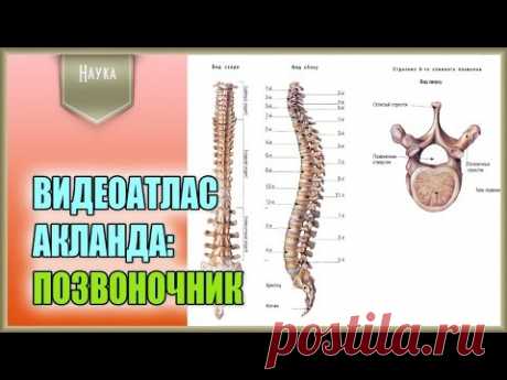 Легендарный видеоатлас доктора Роберта Акланда по анатомии человека. Позвоночник