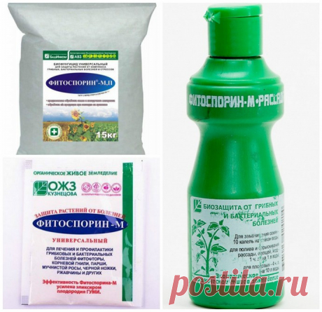 Фитоспорин-М: порошок, жидкий, паста, инструкция по применению препарата, отзывы для комнатных растений, как разводить