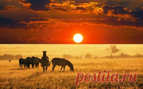 Животные Африки: фото и видео животных Африки.