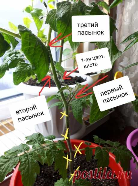 Как правильно формировать томаты. Пасынкование. Коротко и ясно. | Огородник из Рязани | Яндекс Дзен