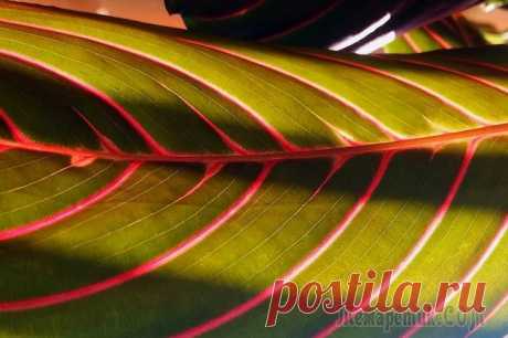 Как ухаживать за марантой в домашних условиях Маранта — это многолетнее травянистое растение, которое имеет клубневидные корни и стелющиеся побеги. Листья у него бывают окрашенными или просто зелеными. На них могут быть пятна, необычный окрас или...