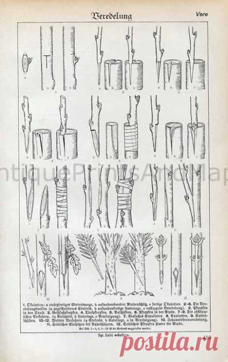 Plant Tree Grafting Propagation Techniques Horticulture 1930s Black and White…