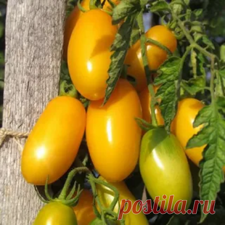 5 сахарных сортов и гибридов томатов специально рекомендованных для дачи.