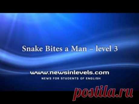 Snake Bites a Man