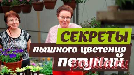 КАК ДОБИТЬСЯ ПЫШНОГО ЦВЕТЕНИЯ ПЕТУНИЙ? В этом видео мы перечислим основные ошибки при выращивании петуний и расскажем, как их избежать. ★ КАК ДОБИТЬСЯ ПЫШНОГО ЦВЕТЕНИЯ ПЕТУНИЙ https://youtu.be/o5H...