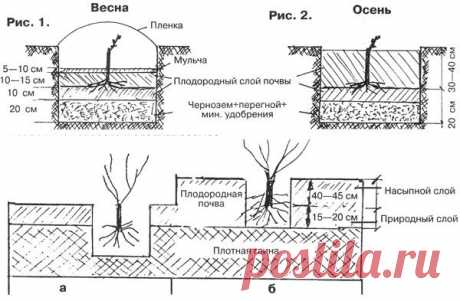 Как правильно посадить виноград