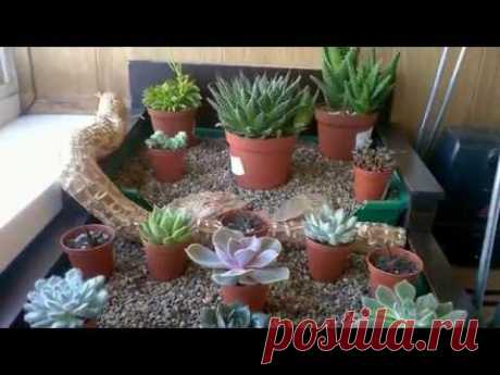 DIY Как обустроить суккуленты на лоджии.  Succulent Garden on the closed terrace.