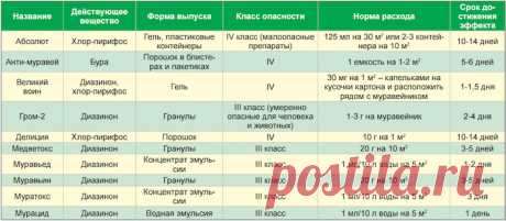 Как избавиться от муравьев навсегда - медиаплатформа МирТесен