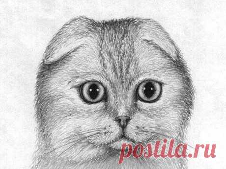 Рисуем шотландскую вислоухую кошку — Сделай сам, идеи для творчества - DIY Ideas
