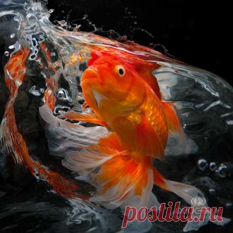 35PHOTO - duong quoc dinh -Золотая рыбка.