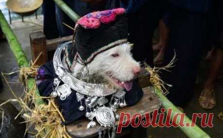 Древнекитайский праздник ношения собак Жители одной деревни в Китае очень благодарны такому животному как собака. Они даже решили устроить праздник ношения собак. В этот день четвероногого друга носят на руках.