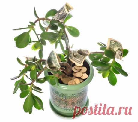Как добиться цветения денежного дерева — Убойный Юмор