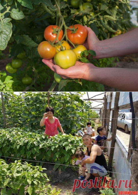 Урожайные томаты: 12 хитростей опытного огородника