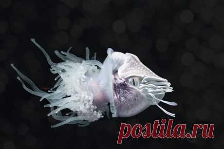 Самые необычные глубоководные животные (ТОП-15) + Фото