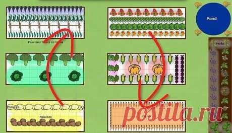 CЕВООБОРОТ. ЧЕРЕДОВАНИЕ ОВОЩЕЙ НА ГРЯДКАХ