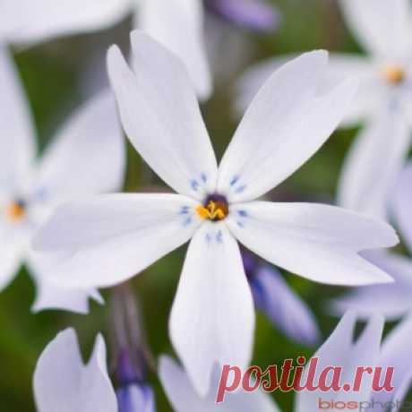 Phlox nain Oakington Blue Eyes : godet, Truffaut - Jardinerie TRUFFAUT