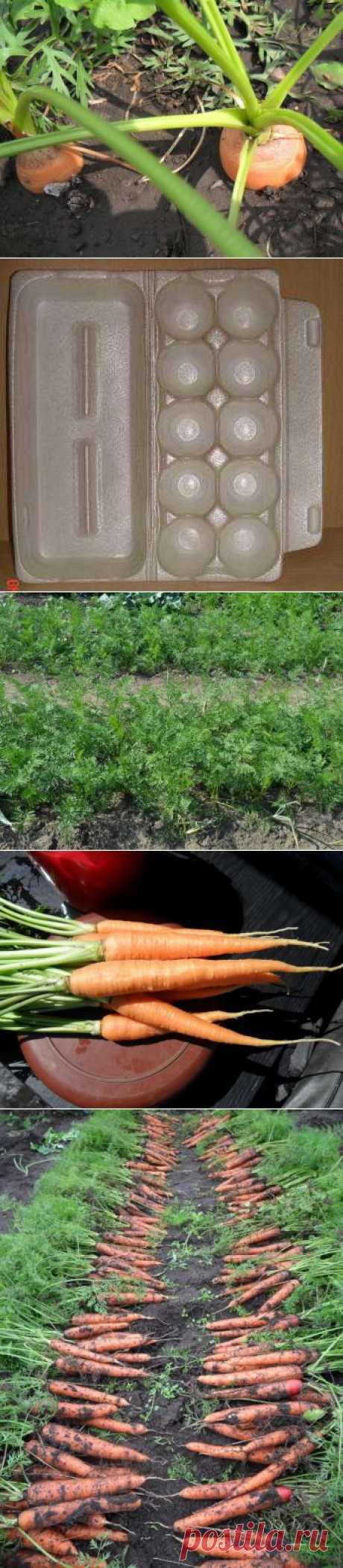 Как получить хороший урожай моркови.