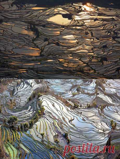 Захватывающие фотографии китайских рисовых полей..