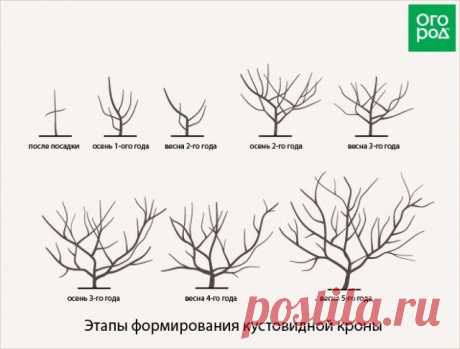 Как обрезать плодовые деревья – все о видах крон и их формировании в картинках | Уход за садом (Огород.ru)