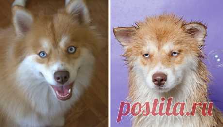 Смешные собаки до и после принятия ванны