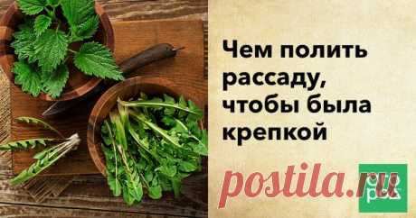 Без "химии": чем полить рассаду, чтобы была крепкой Многие дачники опасаются использовать при выращивании минеральные удобрения, предпочитая им народные средства. Мы сделали подборку самых известных способов подкормки рассады.