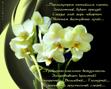 Открытка «День царства орхидей» С Днем царства орхидеи