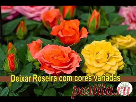 Roseira com varias cores, Enxertia em Rosas com o amigo Silvio Plantar em Casa