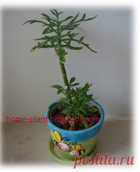 Комнатные растения для души и настроения: Каланхоэ рассеченное Оленьи рожки: уход за Kalanchoe laciniata
