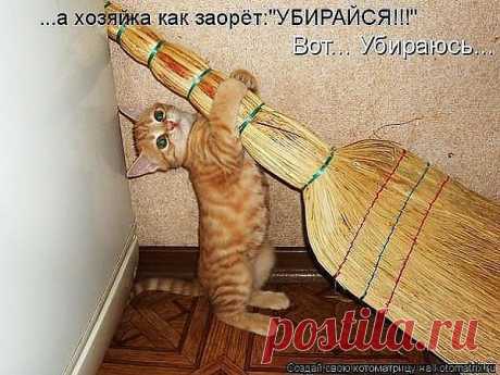 коты