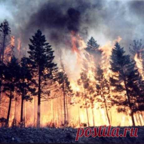 Как выжить во время лесного пожара