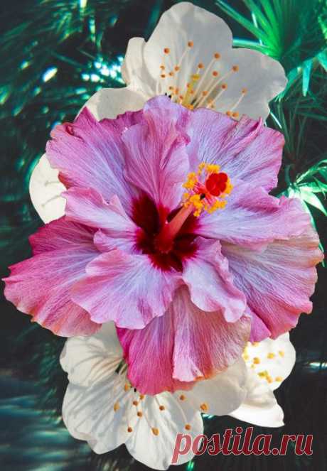 hibiscus