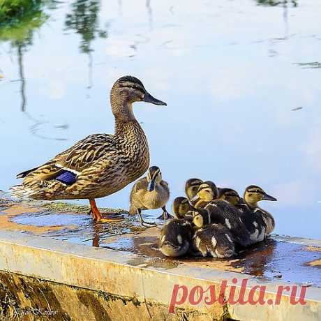 МАМА И ДЕТИ