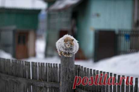 Алтайский одуванчик. Автор фото – Ольга Рудченко: nat-geo.ru/photo/1317262/