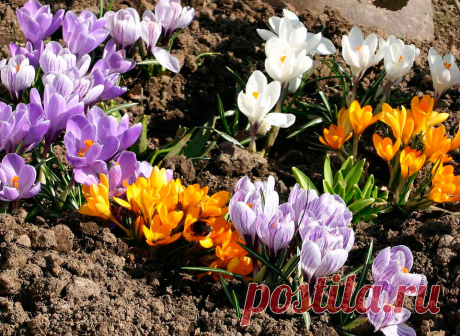 Многолетний садовый цветок Крокус (Crocus). Клубнелуковичный низкорослый бесстебельный многолетник. Листья зеленые, с беловатой продольной полосой посередине, отрастают вместе с цветками или после цветения. Цветки одиночные, реже по 2-3, колокольчато-воронковидные, разнообразной окраски, некоторые обладают приятным ароматом. Цветет рано весной или осенью.

Основные виды.
Весеннецветущие: к.весенний (C.vernus) - клубнелуковица сплюснутая; листья темно-зеленые; цветки лиловые, белые.