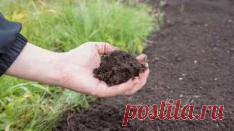 3 шага: как сделать почву плодородной 
После дачного сезона почва на огороде истощенная, бедная и уставшая. Конечно же, мы вносили в течение года различные удобрения и подкормки, таким образом хотя бы чуть-чуть восполняя полезные элементы…